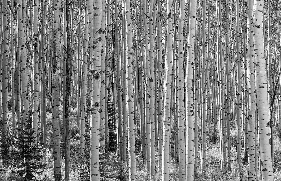 Aspen Forest - Black and White Photograph by Loree Johnson