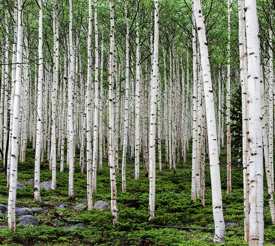 Aspen Forest Photograph by Brad Mcginley Photography