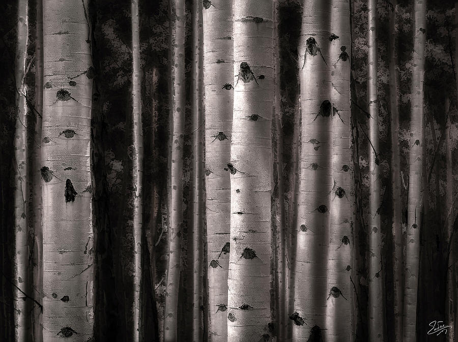 Aspen Forest Photograph by Endre Balogh