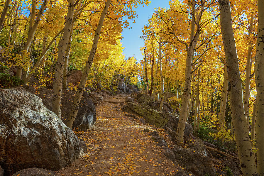 Aspen Forest Trail in Rocky Mountain National Park 1022 Photograph by