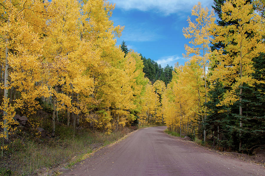 Aspen Glow Photograph by John Bartelt - Fine Art America