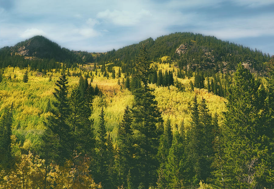 Tree Photograph - Aspen Gold On the Mountains by Ann Powell
