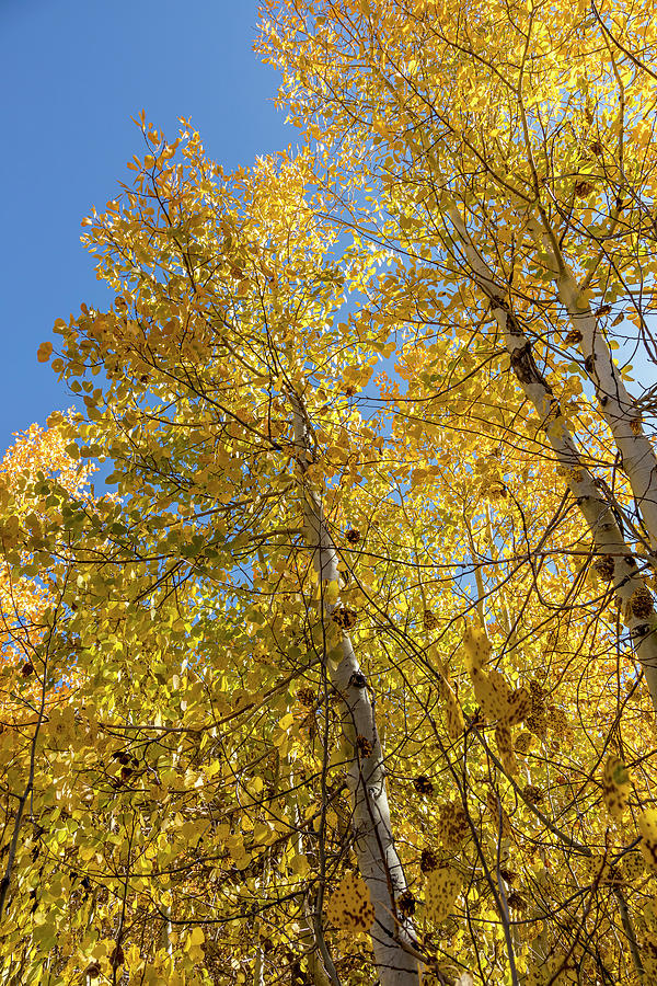 Aspen Gold with Blue Photograph by Kelley King