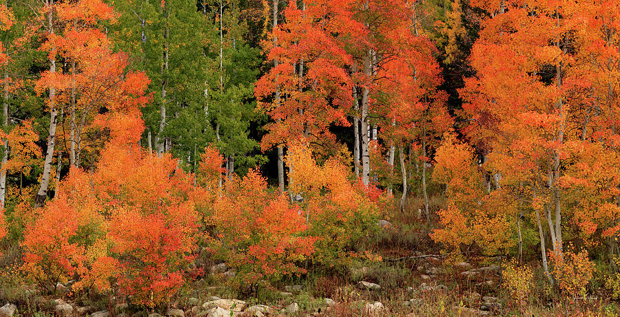 Aspen Gold, Yellow, Red and Orange Photograph by Leland D Howard