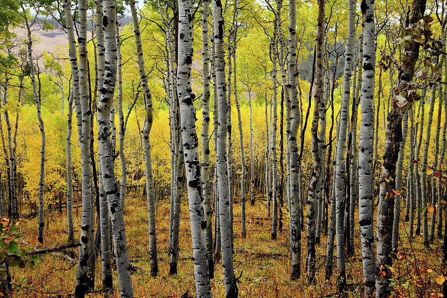 Aspen Grove Along County Road 5 Photograph by Ray Mathis