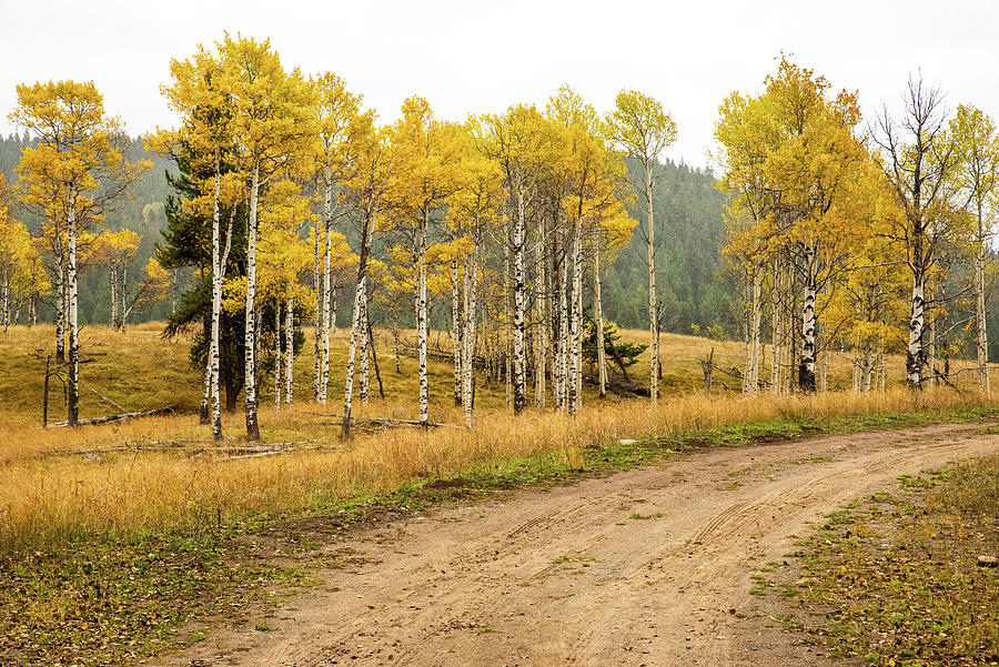 Aspen Grove and Dirt Road Photograph by Tom Cochran