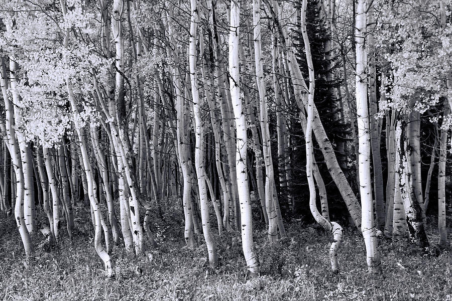 Aspen Grove - B and  W Photograph by Allen Beatty