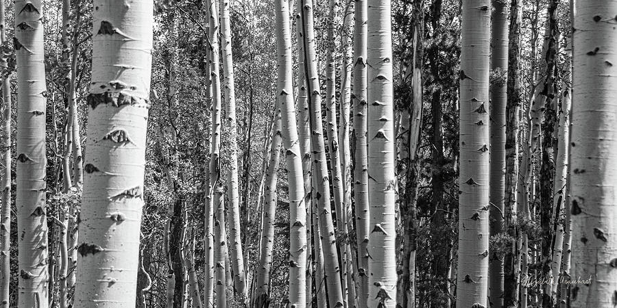 Black And White Photograph - Aspen Grove by Elizabeth Urquhart