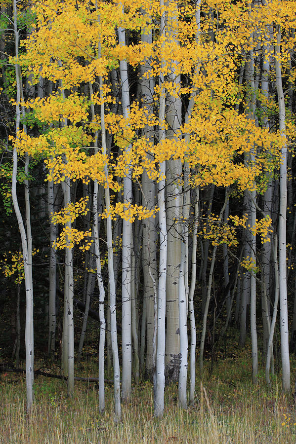 Aspen Grove In Autumn Photograph by Kencanning