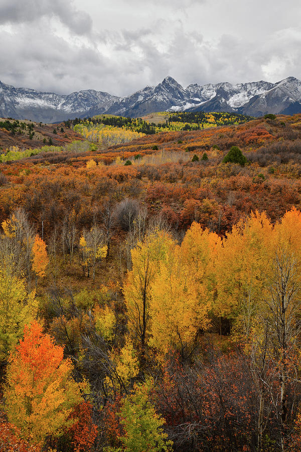 Aspen Grove in Full Color at Dallas Divide Photograph by Ray Mathis
