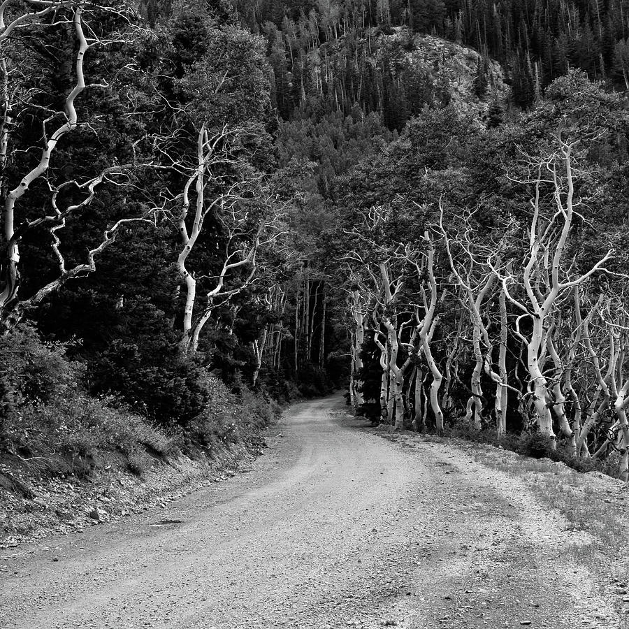 Aspen Grove With Winding Road Photograph by Harpazo hope