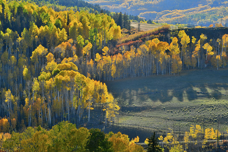Aspen Groves Aglow on Wilson Mesa Photograph by Ray Mathis