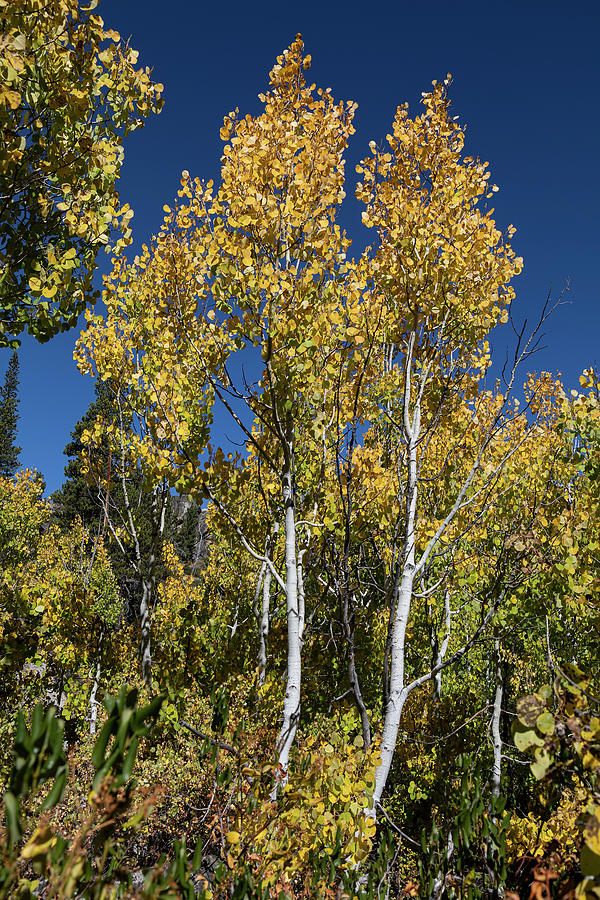 Aspen in Hope Valley Photograph by Lisa Malecki