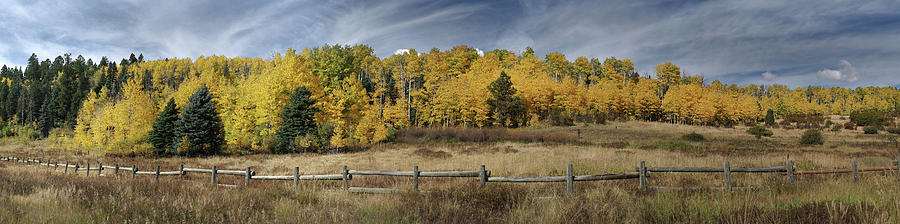 Aspen in the fall Photograph by Mark Langford