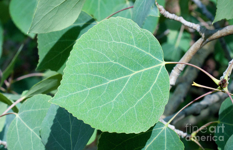 Aspen Leaf Photograph by Julia McHugh