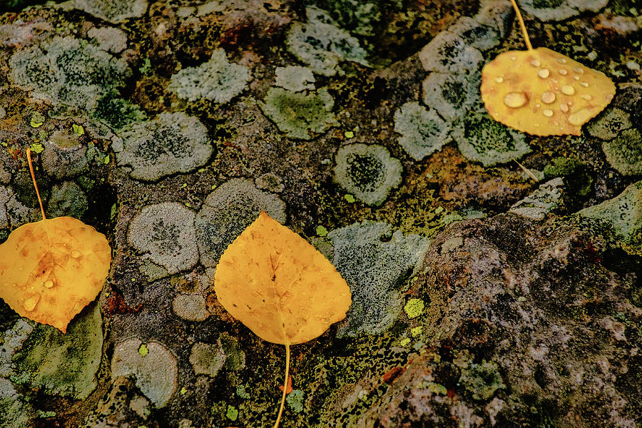 Aspen Leaves and Lichen Photograph by Johnny Boyd