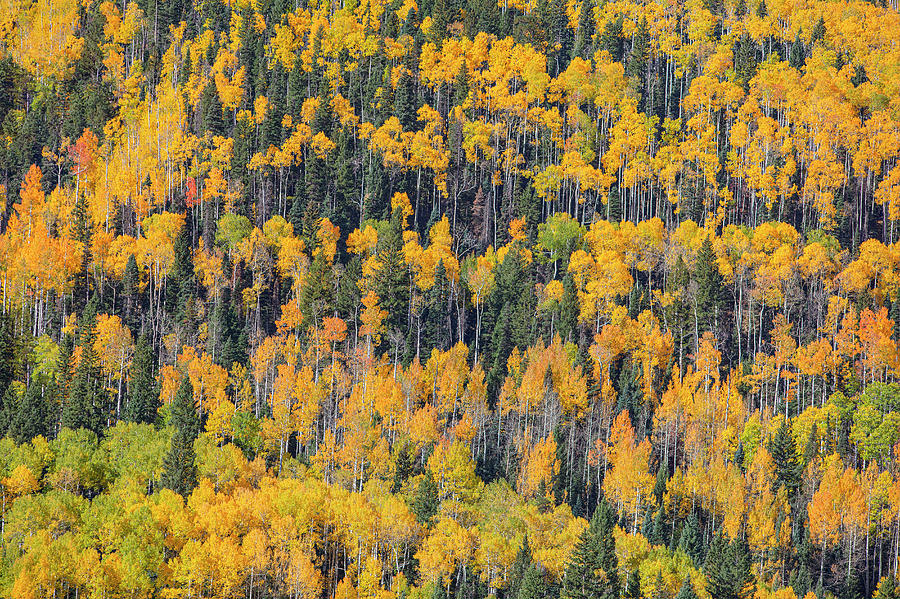 Aspen Leaves In Fall 1041 Rob Greebon 
