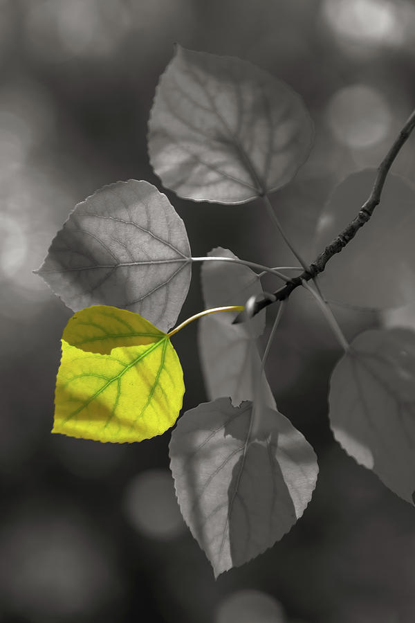 Aspen Leaves Selective 2 Photograph by Jonathan Nguyen