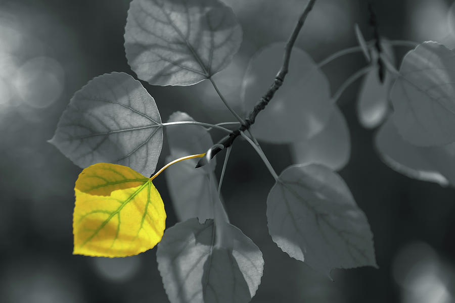Aspen Leaves Selective  Photograph by Jonathan Nguyen