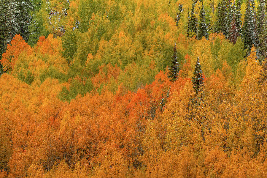 Fall Photograph - Aspen Multicolor by Bill Sherrell
