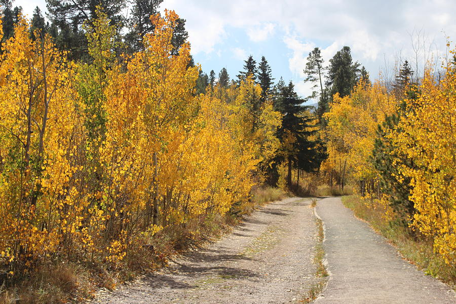 Aspen Path Photograph by Rob Olson - Fine Art America