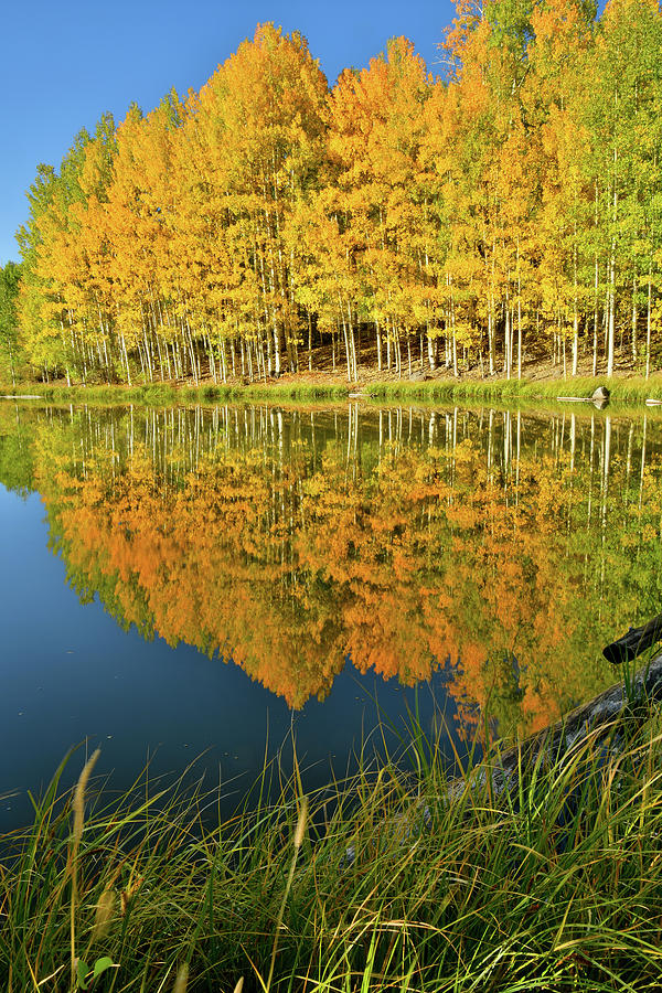 Aspen Reflection along Highway 145 Photograph by Ray Mathis
