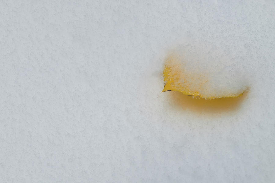 Aspen Snow Photograph by Johnny Boyd