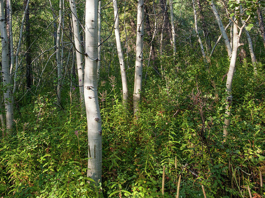 Aspen Solitude by Lon Dittrick Aspen Solitude by Lon Dittrick