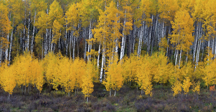 Aspen Stand Photograph by Tim Reaves - Fine Art America