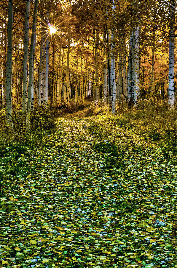 Aspen Star Path Photograph by Lloyd Gillies