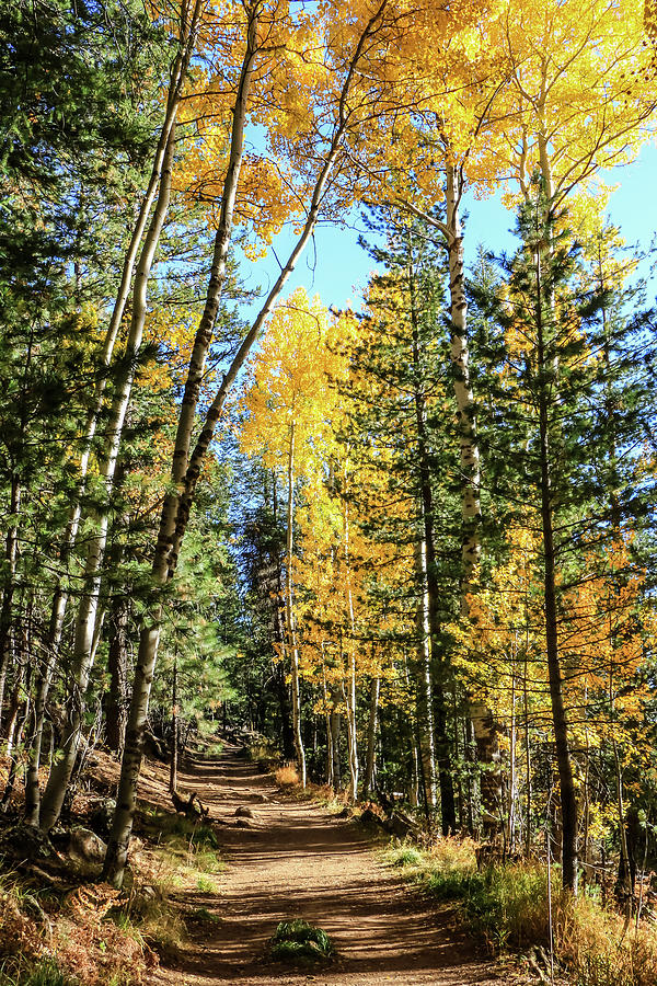 Aspen Trail Photograph by Dawn Richards