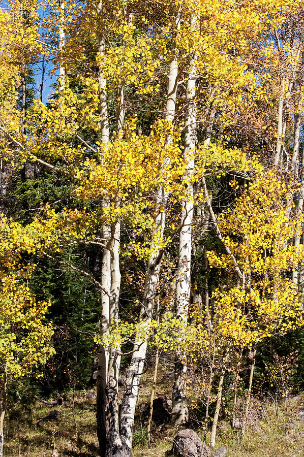 Aspen Tree Group Photograph by Gene Bollig