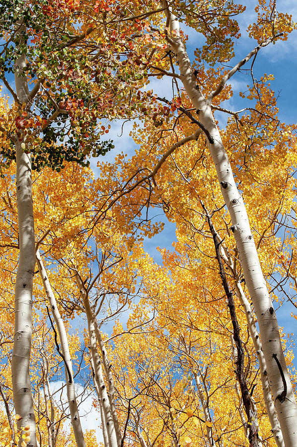 Aspen Tree in Fall Photograph by Gene Bollig