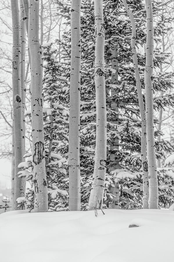 Aspen tree in snow Photograph by Hyuntae Kim