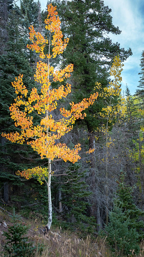 Aspen Tree on a Mountainside Photograph by Mary Lee Dereske