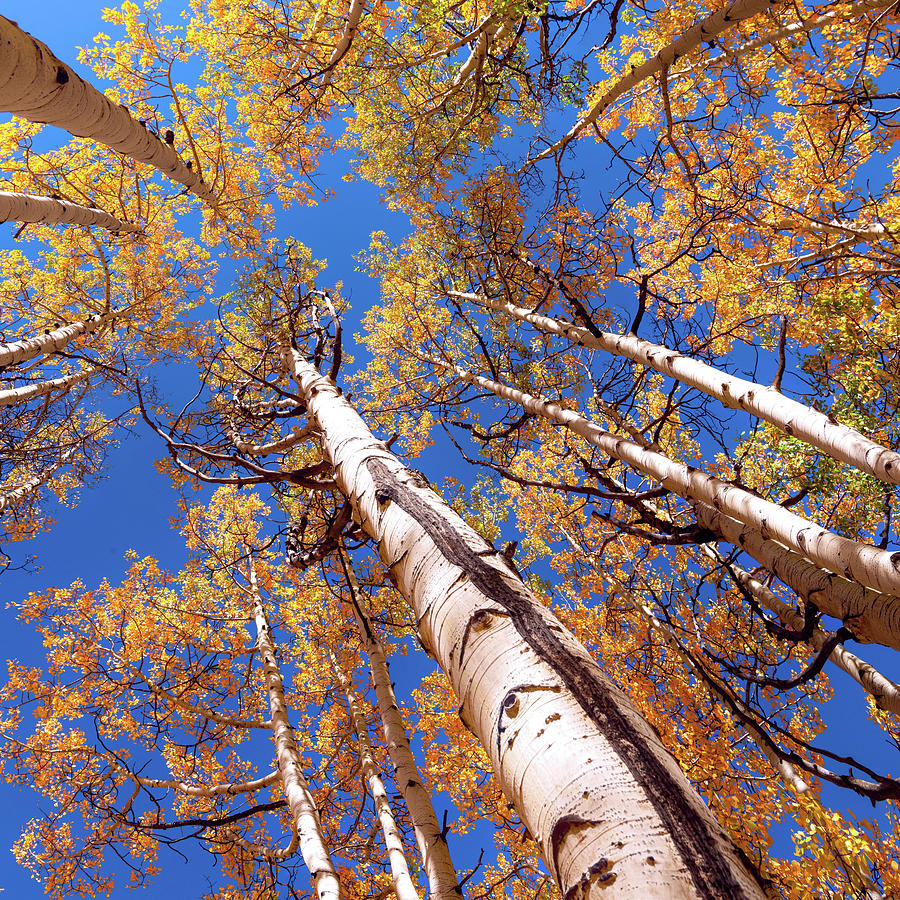 Aspen Trees Against the Sky in Crested Butte, Colorado.   Photograph by OLena Art