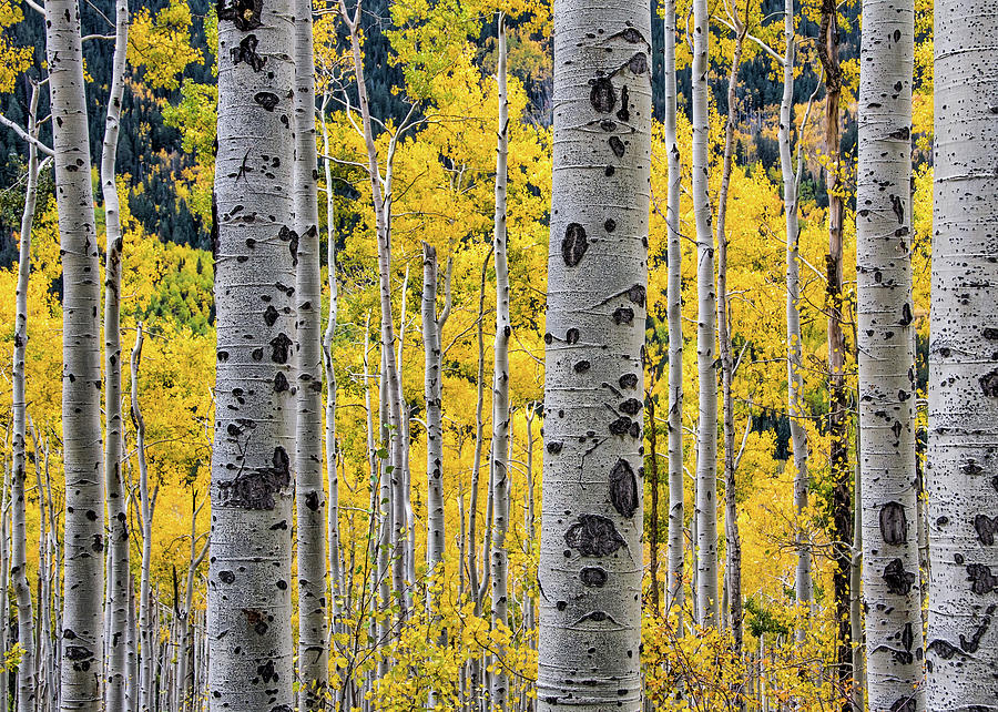 Aspen Trees And Fall Foliage Photograph by Steve Whiston - Fallen Log Photography