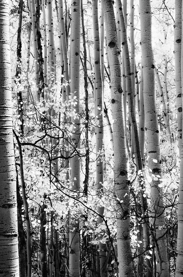 Tree Photograph - Aspen Trees Black and White by The Forests Edge Photography - Diane Sandoval