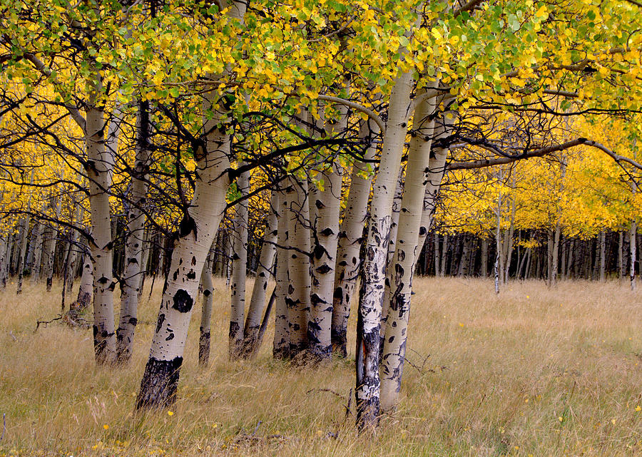 Aspen Trees Photograph by Charlotte Schafer
