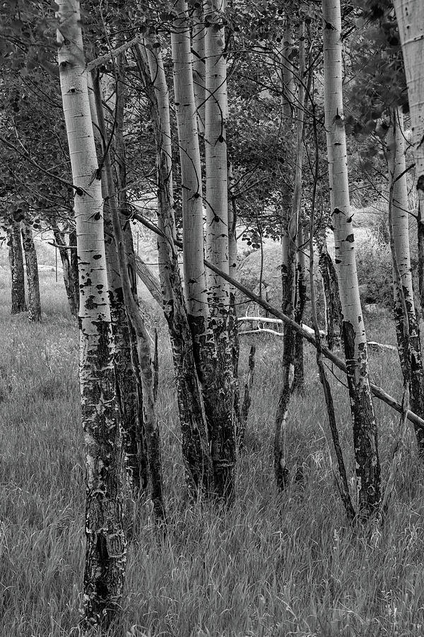 Aspen Trees Close Up in Black and White Photograph by Kyle Lee