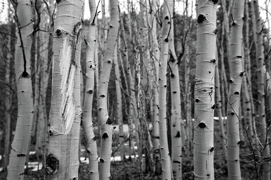 Aspen Trees Photograph by Dmdcreative Photography