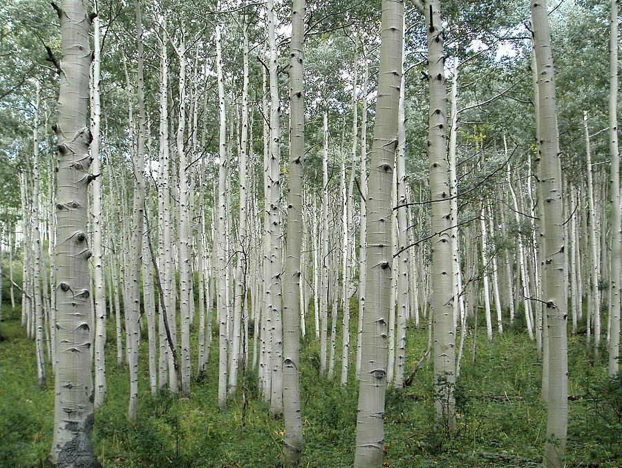 Aspen Trees Photograph by Gary Colet Photography