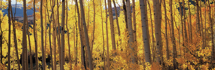 Aspen Trees In Autumn, Colorado, Usa Photograph by Panoramic Images
