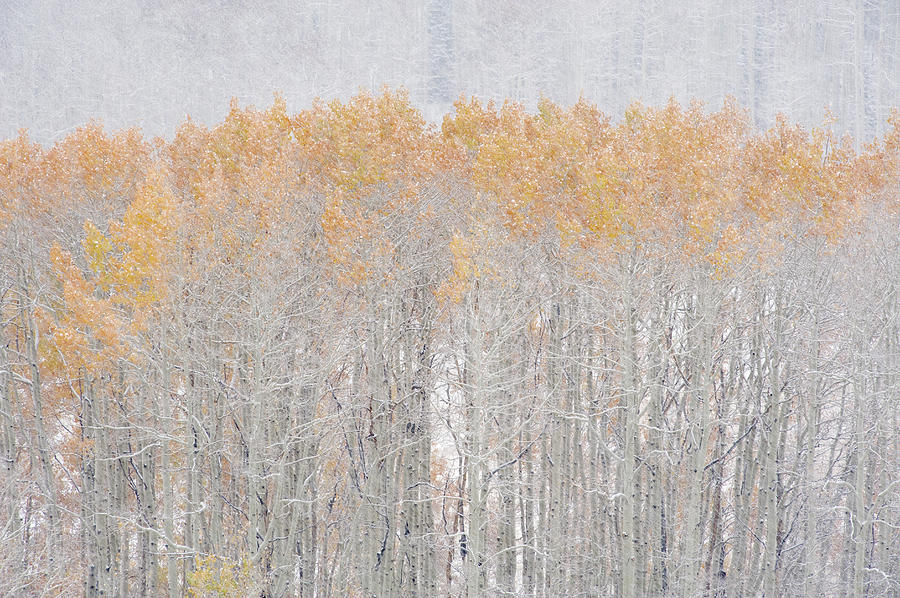 Aspen Trees In Autumn During Snow Fall Photograph by Mint Images - David Schultz