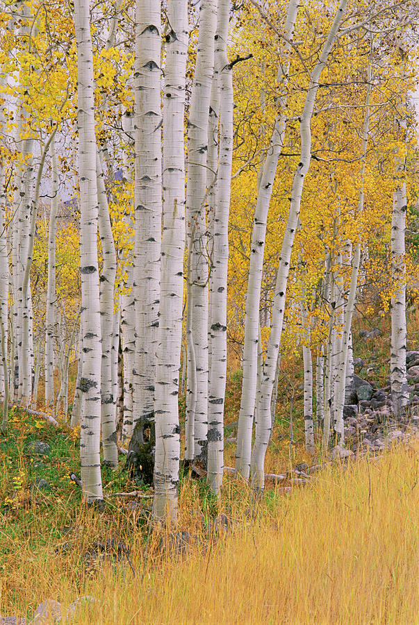 Aspen Trees In Autumn With White Bark Photograph by Mint Images - David Schultz