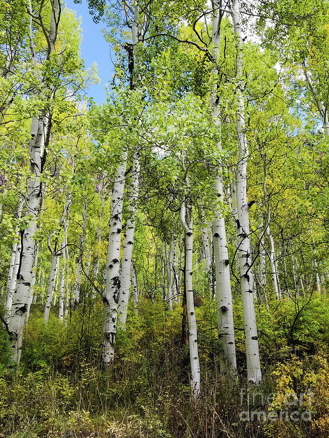 Aspen trees in Colorado Photograph by Elizabeth M