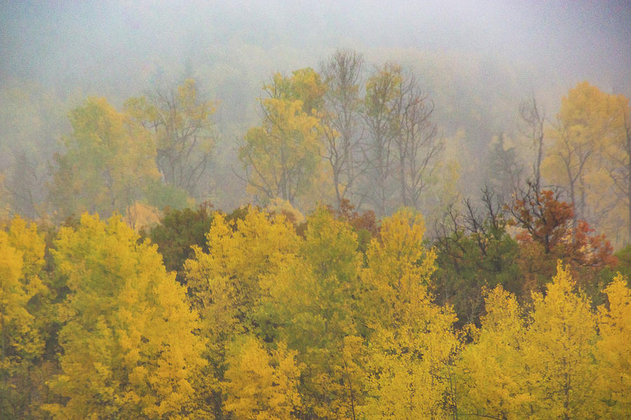 Aspen Trees In Fog Photograph by John De Bord