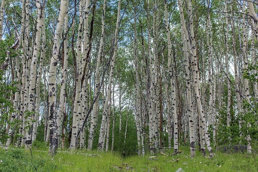 Aspen trees, Wyoming Photograph by Julieta Belmont