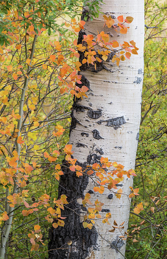 Aspen Trees Photograph by Max Waugh