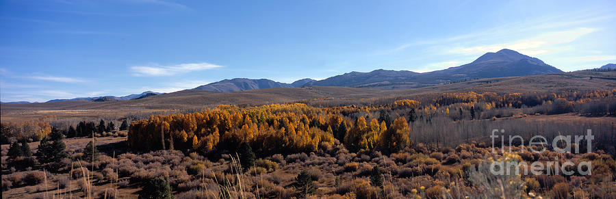 Aspen Trees On A Hillside, Sierra Nevada Mountains Photograph